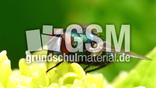 Schmeißfliege (1).jpg